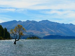 Wanaka Tree, Neuseeland